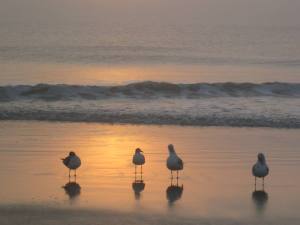 South Georgia Translpant seagulls